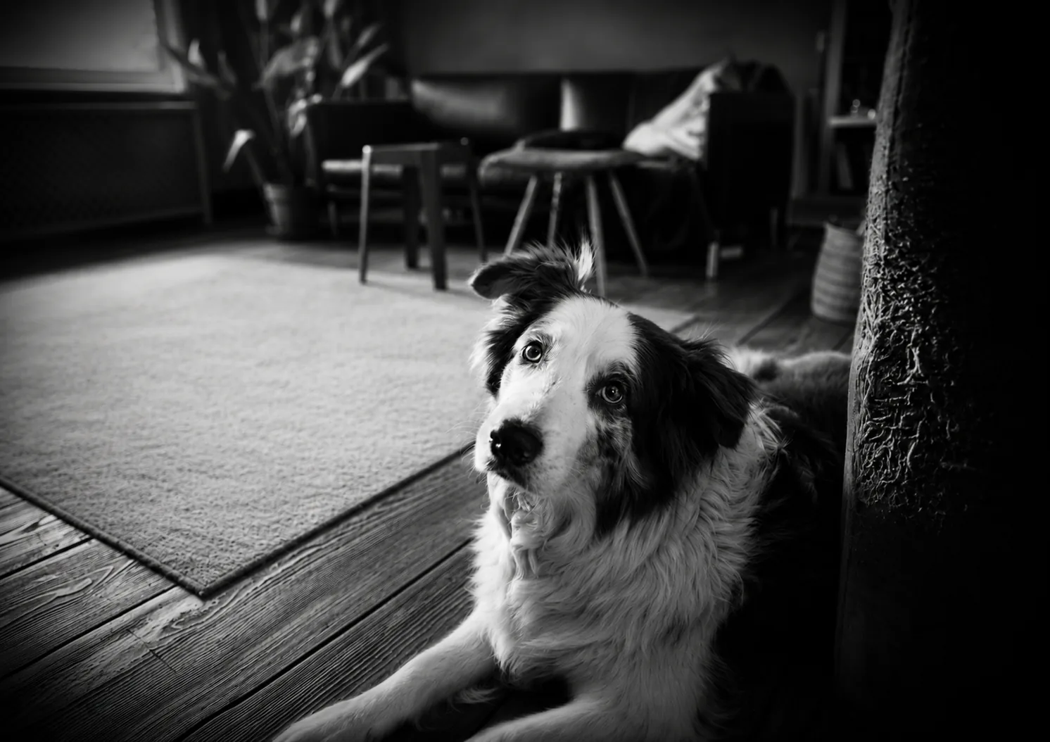 Portrait intérieur en noir et blanc d’un chien