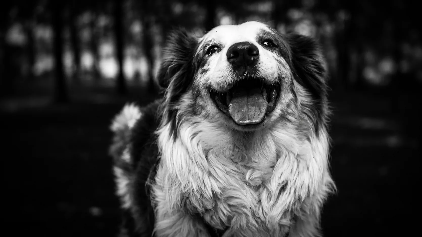 Portrait rapproché d’un chien en noir et blanc