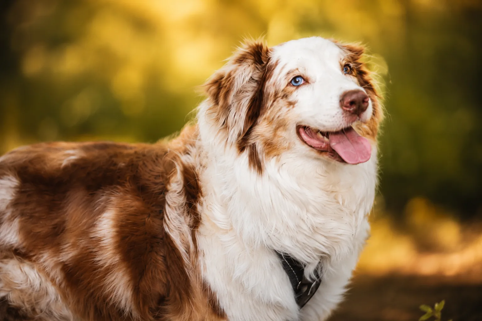 Portrait lumineux et rapproché d’un chien