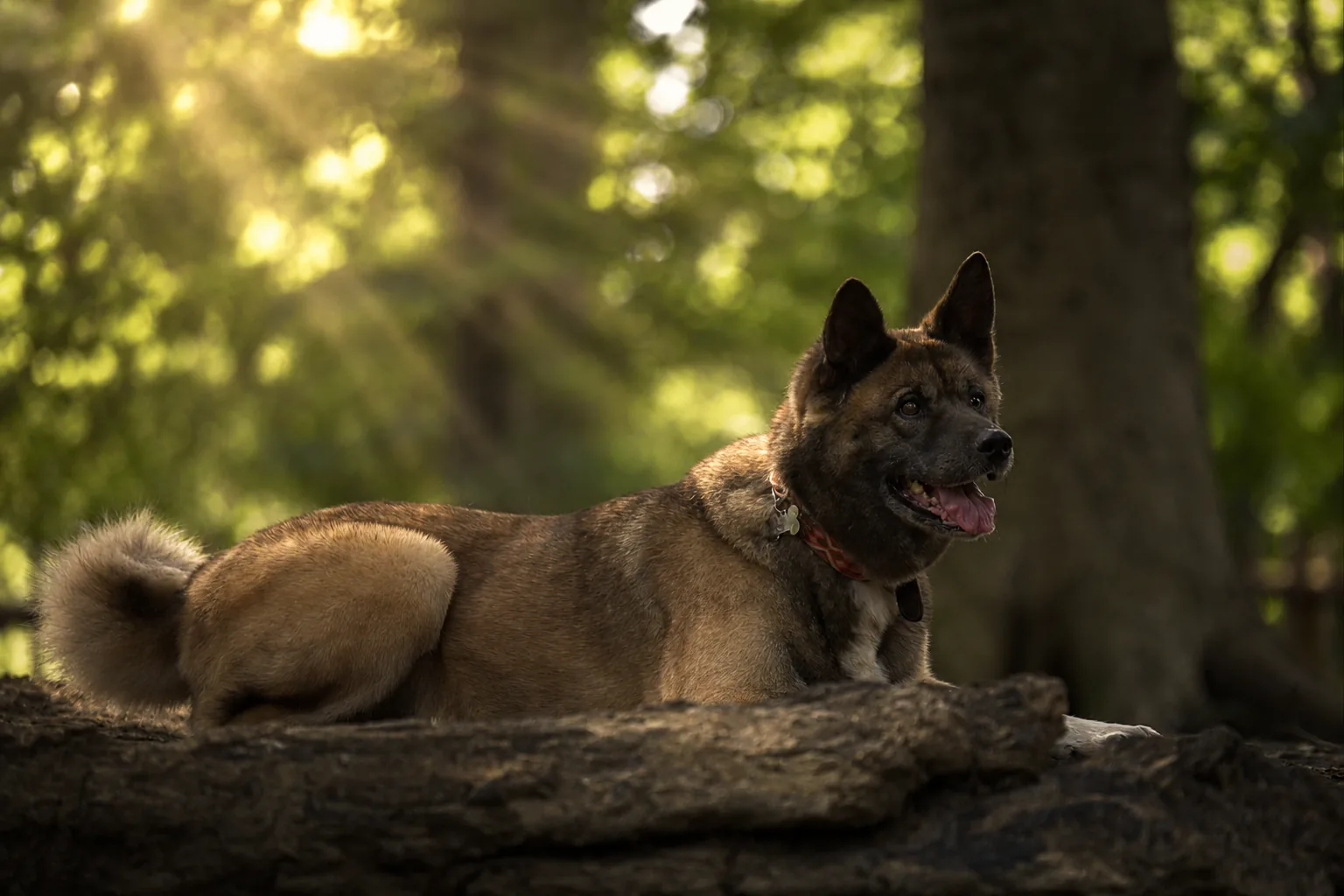 Chien couché sur un tronc en forêt