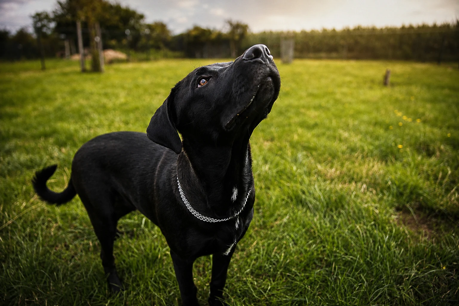 Portrait rapproché d’un chien noir et blanc au museau barbu