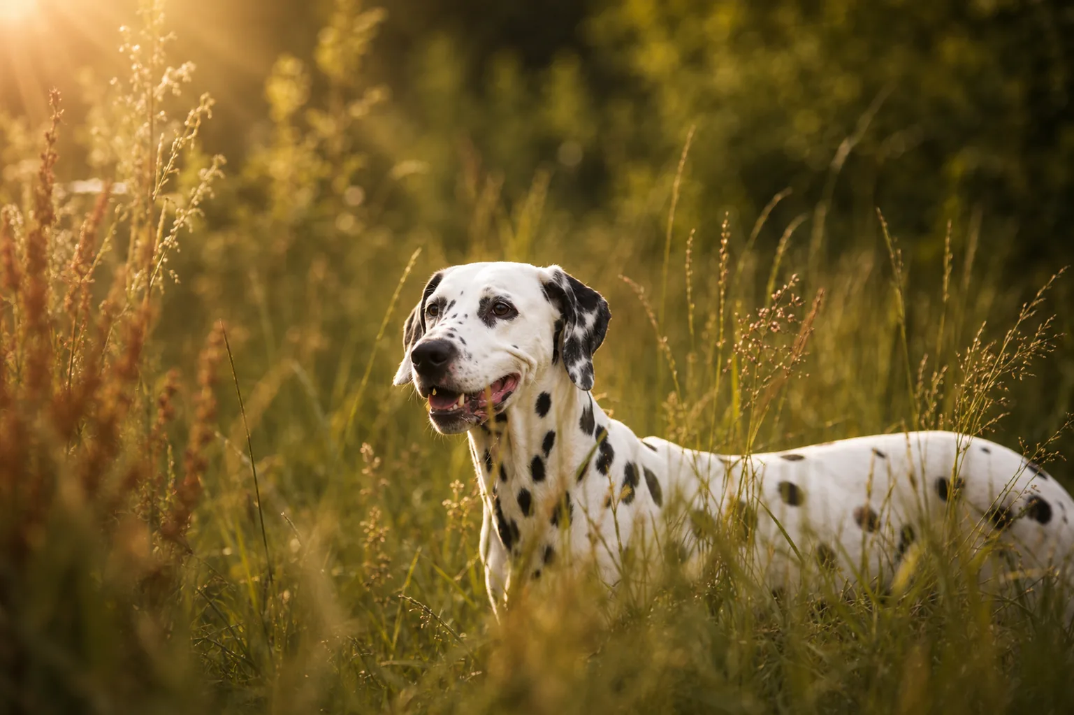 Portrait d’un dalmatien dans les hautes herbes