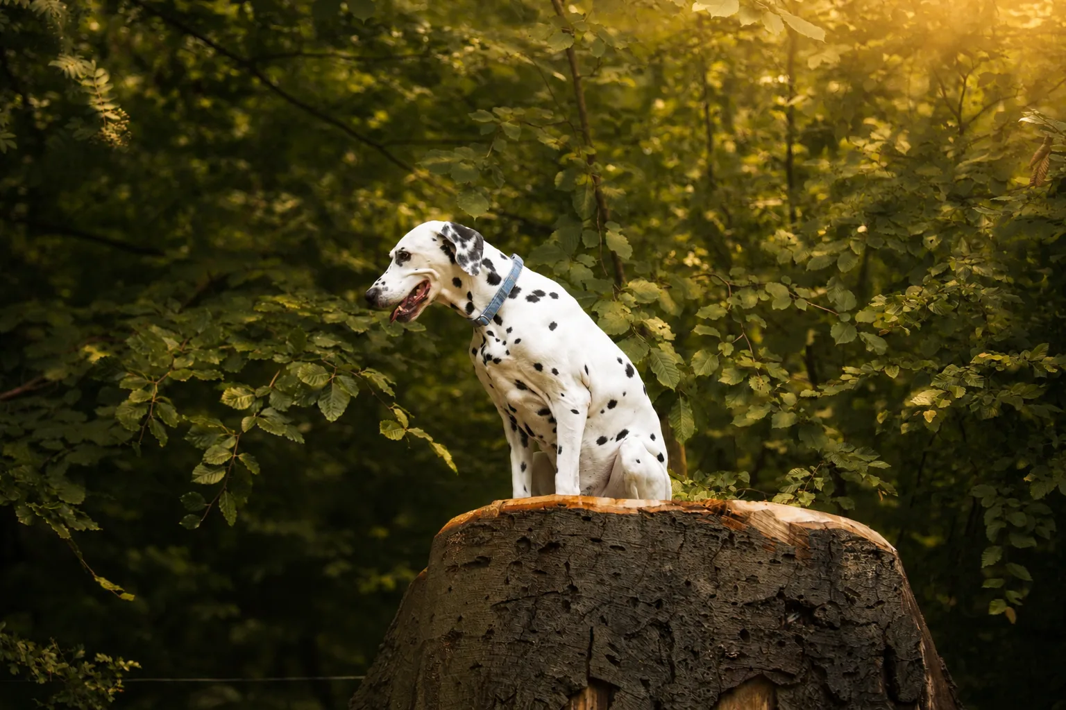 Dalmatien posé sur un tronc en forêt