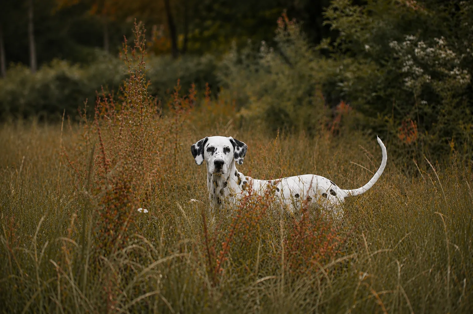 Dalmatien dans les herbes hautes