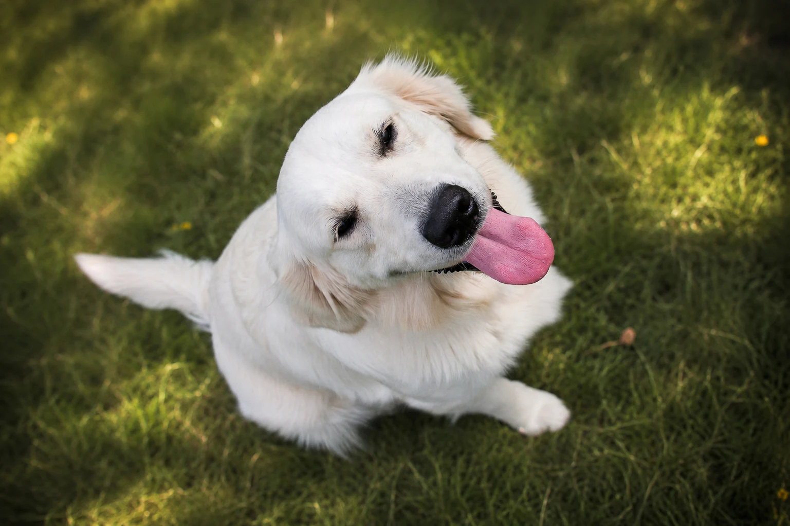 Golden retriever assis dans l’herbe, langue sortie